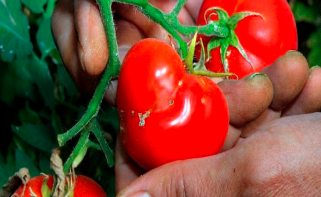 ما هي فوائد عصير الطماطم لطفلكم الرضيع…؟