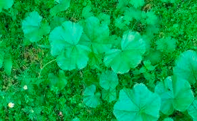 إليكم الفوائد المذهلة للخبيزة…!