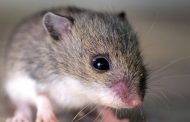 هل يمكن علاج فوبيا الفئران...؟