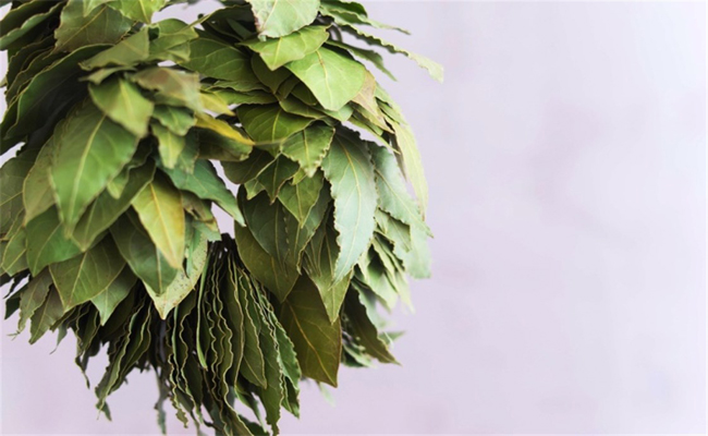 إليكم فوائد ورق الغار التي سوف تدهشكم حقاً…!