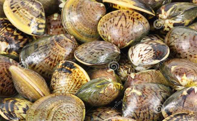 هل يعتبر تناول المحار آمناً خلال الحمل…؟