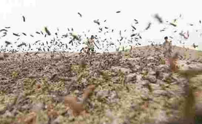 استعداد الجزائر لمواجهة غزو مرتقب للجراد الصحراوي خلال أكتوبر المقبل