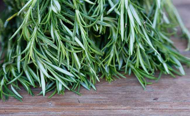 فوائد اكليل الجبل لا تحصى…تعرفوا على أبرزها…!