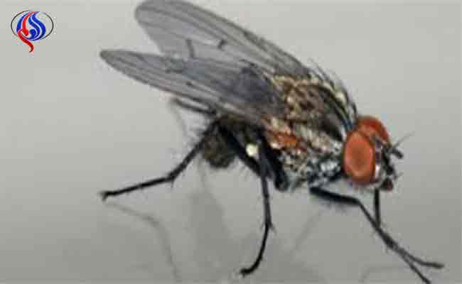 الذباب قد ينقل أكثر من 65 مرضاً…إليكم الأكثرها شيوعاً…