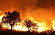 اتلاف أزيد من 21 ألف هكتار خلال 2019 من أصل قرابة 3000 حريقا غابويا