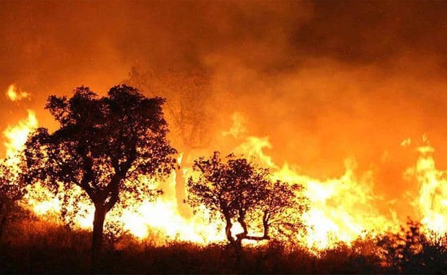 اتلاف أزيد من 21 ألف هكتار خلال 2019 من أصل قرابة 3000 حريقا غابويا