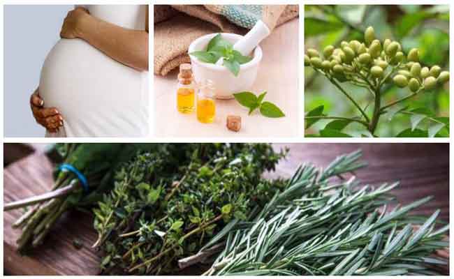 هل من الممكن أن تُستخدم بعض الاعشاب كوسيلة لمنع الحمل…؟