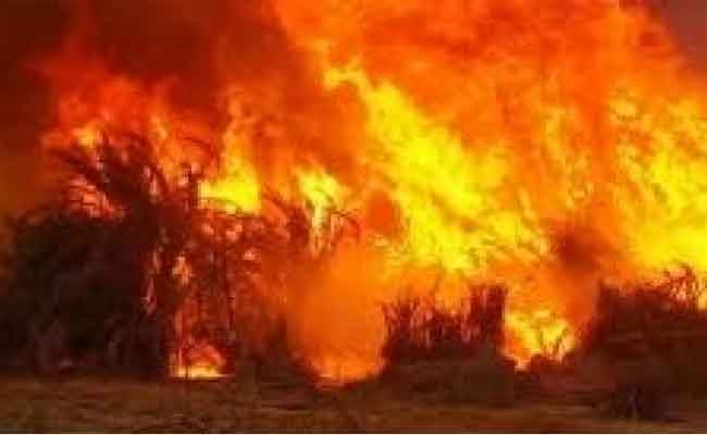 النيران تلتهم نحو 2 هكتار من الأحراش والقصب بمدينة العطف بغرداية