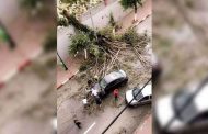 سقوط شجرة من داخل مقبرة سيدي امحمد على الشارع الرئيسي محمد بلوزداد بالعاصمة