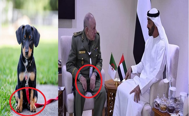 بعد الهزائم المتوالية لحفتر الإمارات توبخ الجنرال شنقريحة وتهدد بفضح مصير أسلحة الدمار الشامل القدافية