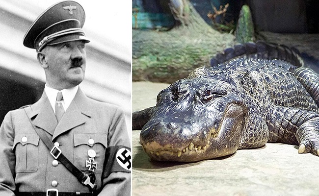 وفاة تمساح هتلر عن عمر 84 عاما...