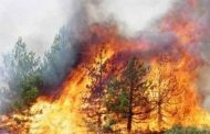 الحرائق تلتهم 3049 هكتارا من الغابات وطنيا
