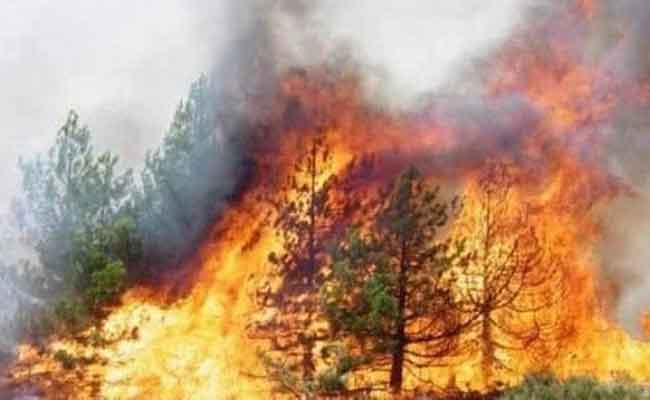 الحرائق تلتهم 3049 هكتارا من الغابات وطنيا