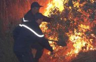 حريق يلتهم ما يناهز 100 هكتار من الغابات و بساتين الأشجار المثمرة بشمال سطيف...