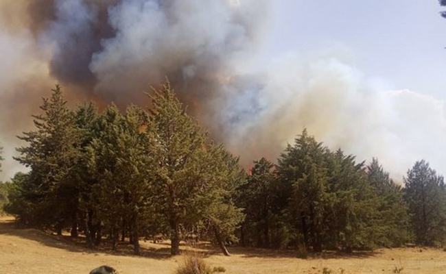 الحرائق تتلف حوالي 500 هكتارا من غابة “البلاطو” بتيارات