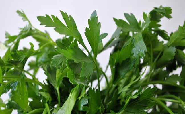 هل يفيد تناول البقدونس صحة الكلى…؟