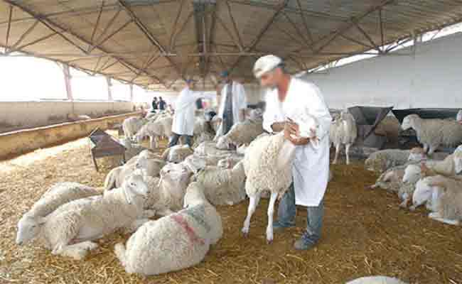تجنيد أزيد من ألفين طبيب بيطري لمراقبة بيع وذبح الأضاحي