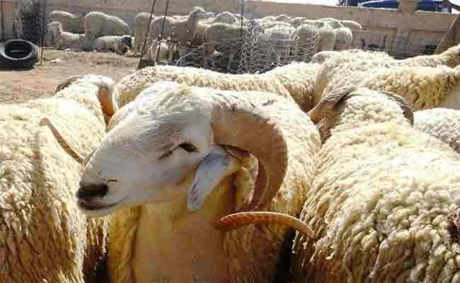 الترخيص لـ26 نقطة لبيع المواشي بالجلفة وفق شروط محددة