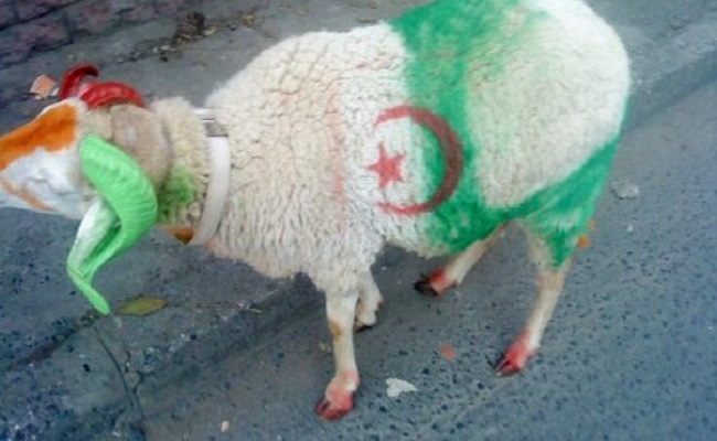 هل يلغى عيد الأضحى بالجزائر بسبب كورونا
