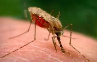 إصابة 1110 شخصا بالملاريا في 5 ولايات من الجنوب الجزائري