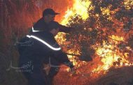 تسجيل أثقل حصيلة حرائق الغابات منذ سنة 2010 بولاية تيبازة