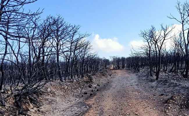 إعلان غابة مداغ بوهران “منطقة منكوبة”