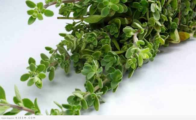 رجيم البردقوش فعّال لإنقاص الوزن…وهذه فوائده