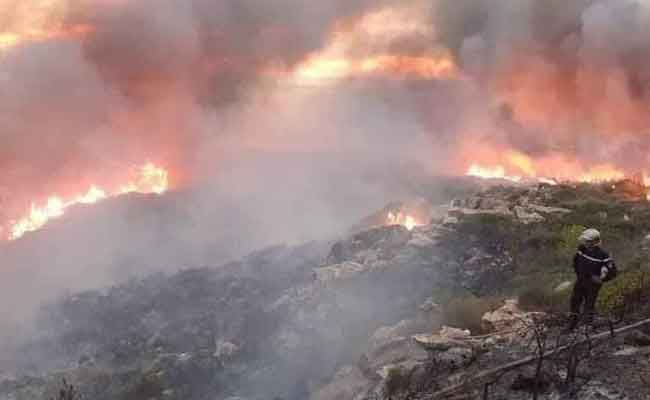 الدرك  يوقف 4 متورطين في إضرام النار بغابة عين تموشنت