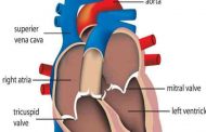 ما الذي يسبّب زيادة دقّات القلب عند الحامل...؟