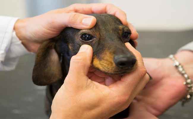 نشر مرسوم تنفيذي لإنشاء لجنة وطنية للوقاية من الأمراض المتنقلة من الحيوانات إلى الإنسان