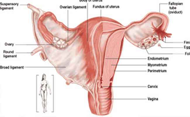 النزيف بعد انقطاع الطمث…حالة طبيعية أم خطيرة؟