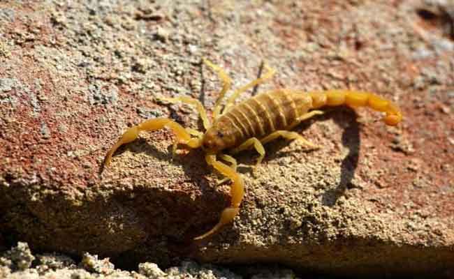 ورقلة تسجل أزيد من 2100 حالة لسع عقربي و أربع وفيات في 2020