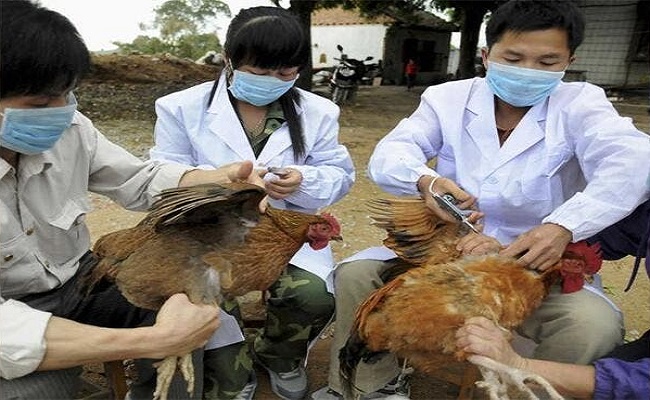 سلالات قاتلة من إنفلونزا الطيور تتفشى بأوروبا