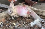 أسواق الحيوانات في نيجيريا تهدد البشرية بفيروسات قاتلة