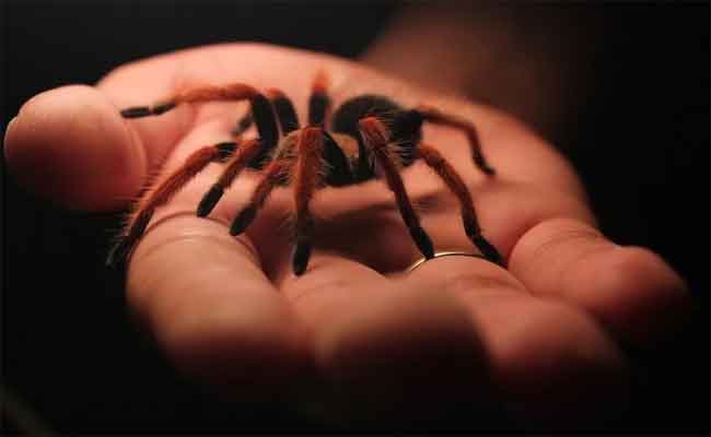 مضاعفات يجب التنبّه لها في حال لدغكم العنكبوت السامّ…!