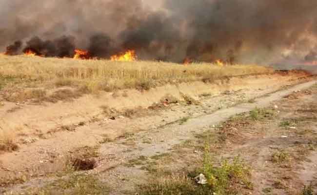 النيران تلتهم 6 هكتارات من القمح بمنطقة المهايدية بالحمادنة بغليزان