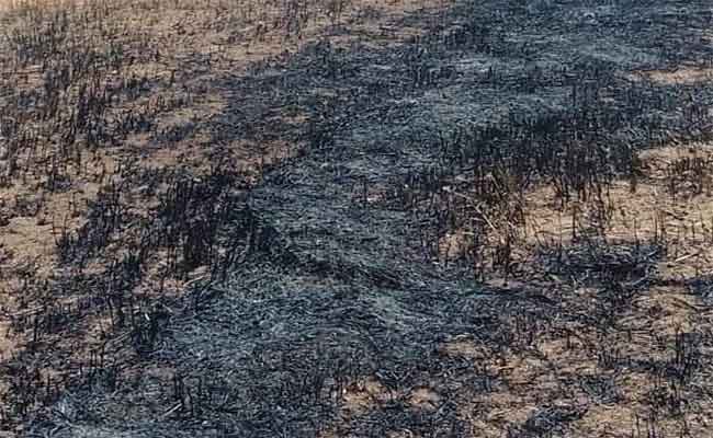 النيران تلتهم زهاء 40 هكتار من القمح اللين بالشلف