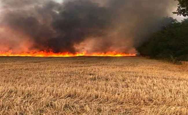 الحماية المدنية تخمد حريق محصول القمح في الهاشمية بالبويرة