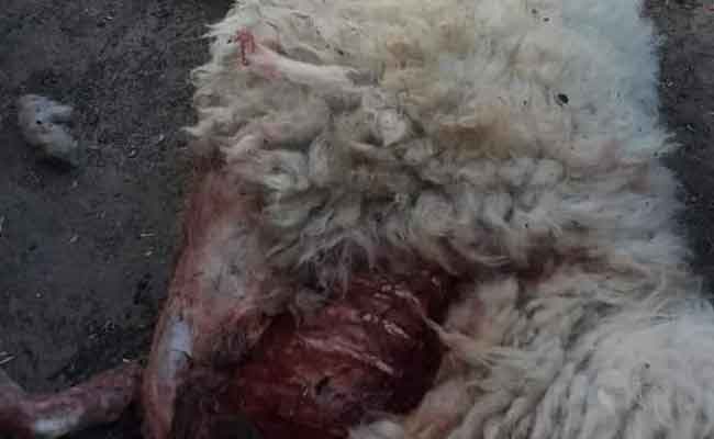 افتراس الكلاب الضالة لقطيع من الغنم بعين أمران بالشلف