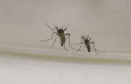 هل الذباب والبعوض وسيلة لنقل عدوى فيروس كورونا؟
