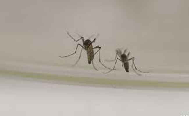 هل الذباب والبعوض وسيلة لنقل عدوى فيروس كورونا؟