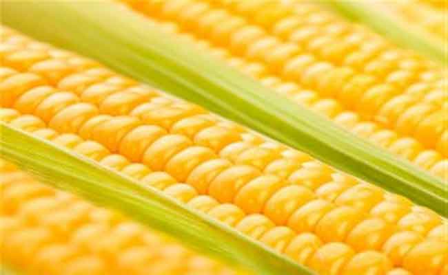 حبوب الذرة تخبئ فوائد صحية كثيرة لأطفالكم…تعرّفوا عليها!