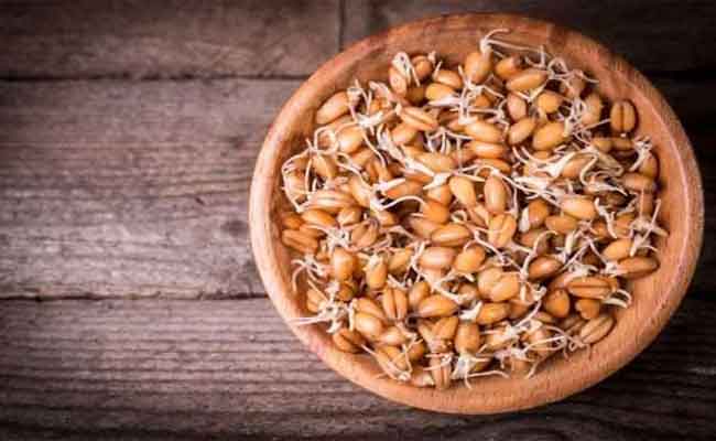 هل من الآمن تقديم جنين القمح للرضع؟