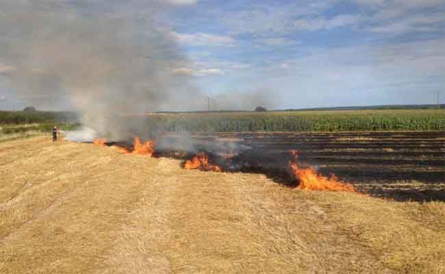 حريق يلتهم  50 هكتارا من القمح الصلب بغليزان