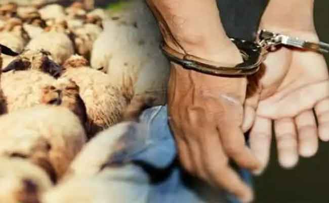 الإطاحة بعصابة وطنية تحترف سرقة المواشي بالجلفة