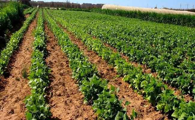 توجيه المحبوسين إلى الاشتغال الفلاحة و الأشغال الحراجية