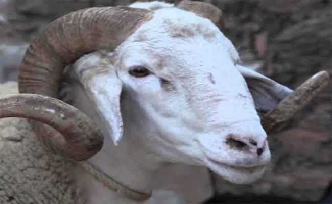 وزارة الشؤون الدينية تؤكد أن عيد الأضحى المبارك يوم الثلاثاء 20 جويلية