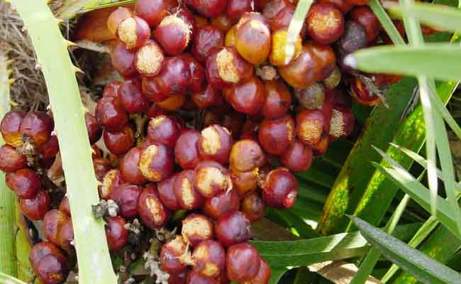 فوائد صحية عديدة لثمرة الدوم…منها خفض نسبة الكولسترول!