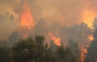 إحصاء المتضررين من حرائق الغابات بخنشلة