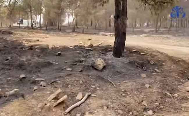 إتلاف 200  هكتار من الغطاء النباتي جراء حريق غابة “جبل العاطف” بتبسة